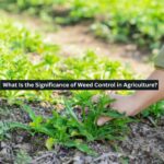 Weed Control