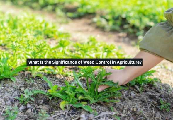 Weed Control